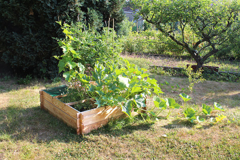 raised bed garden