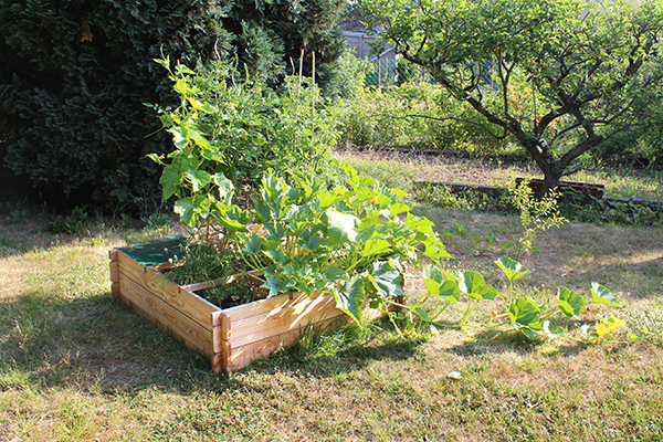 raised bed garden